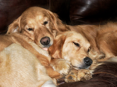 A mother and daughter Golden Retrievers cuddling on a leather sofa inside a home. \nDutchess and Missy.
