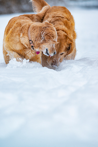 A pair of Golden Retriever searching for a ball in the freshly fallen snow in her back yard. Father and daughter, Arthur and Missy.