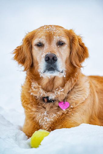 A portrait of a 5 year old Golden Retriever looking at the camera, lying in the freshly fallen snow in her back yard with her yellow ball. Missy