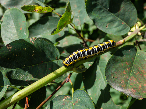 Macro of the Yellow form of the Caterpillar of the Lettuce shark moth (Cucullia lactucae) with black and yellow segments and lines crawling on the green plant