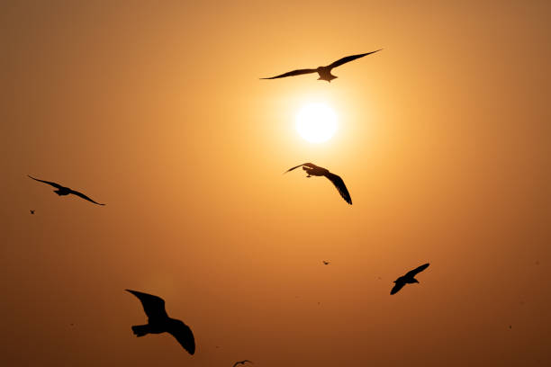 istock Flying seagulls with clear sky of sunrise in summer. 1460827101