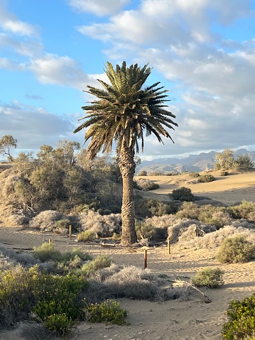 Canary Island Date Palm growing in Maspalomas sand dunes on the island of Gran Canaria