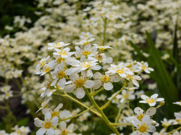 gros plan de fleurs parfaites, blanches et jaunes de cinq pétales de saxifrage alpin ou de saxifrage incrusté ou à vie (saxifraga paniculata) dans un jardin de rocaille - rock mill photos et images de collection