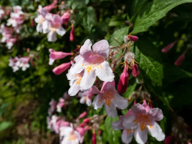 Photo of Deciduous shrub grown as ornamental plant Beauty bush - Linnaea amabilis (Kolkwitzia amabilis) blooming in late spring with light pink flowers, dark pink in the bud, bell-shaped