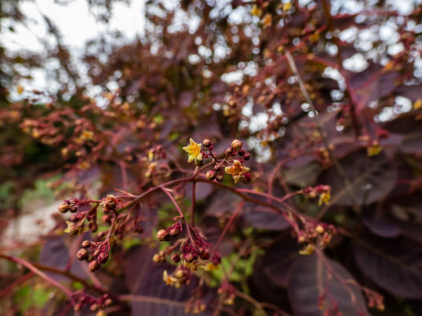 macro foto de flores de smokebush (cotinus coggygria) 'royal purple' com atraente folhagem marrom-vermelha rica de folhas arredondadas - european smoketree - fotografias e filmes do acervo