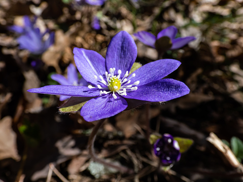 Macro shot of the Common hepatica (Anemone hepatica or Hepatica nobilis) blooming with purple flowers in bright sunlight in the forest. Beautifu and delicate floral spring background