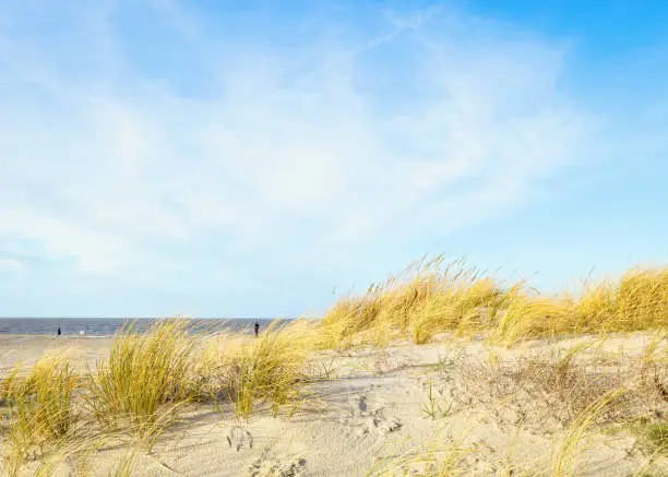 Dune landscape with a blue sky in Norddeich at winter, North Sea, East Frisia, Lower Saxony, Germany