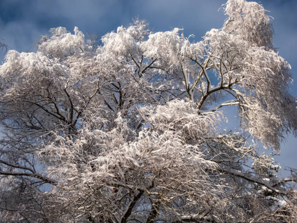 istock View on trees in forest fully covered with heavy snow on a sunny winter day with contrasting sky in background. Trees, shrubs and vegetation after heavy snowfall. Winter scenery 1460830878