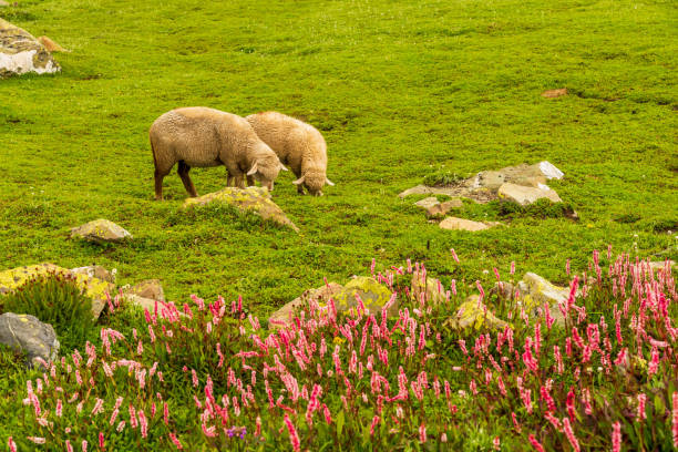 Sheeps and Grassland stock photo