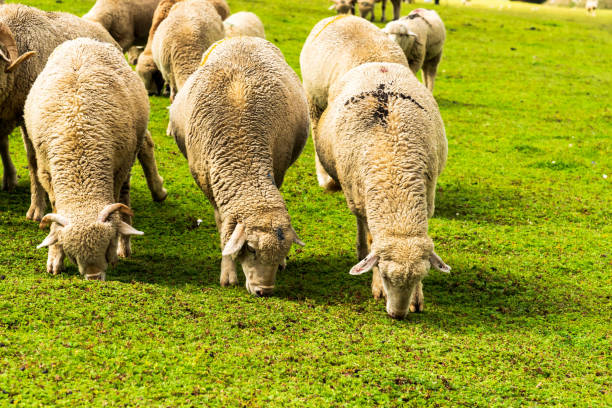 Sheep Herds stock photo