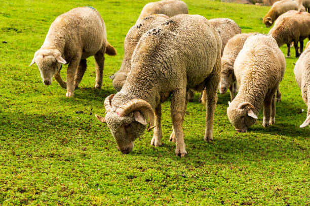 Sheep Herds stock photo