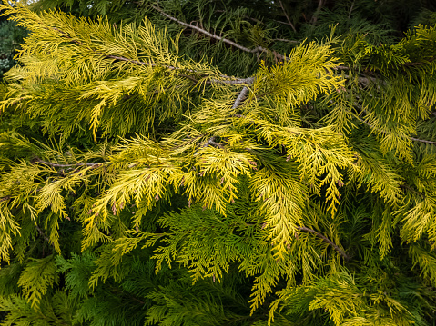 Lawson cypress (Chamaecyparis lawsoniana) 'Golden Wonder' is evergreen, coniferous tree with wide conical crown, dropping branches and hanging top, scale-like needles with bright golden-yellow foliage