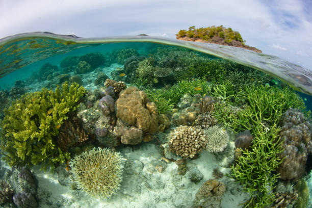 istock A Beautiful Coral Reef Grows in Raja Ampat 1460831709