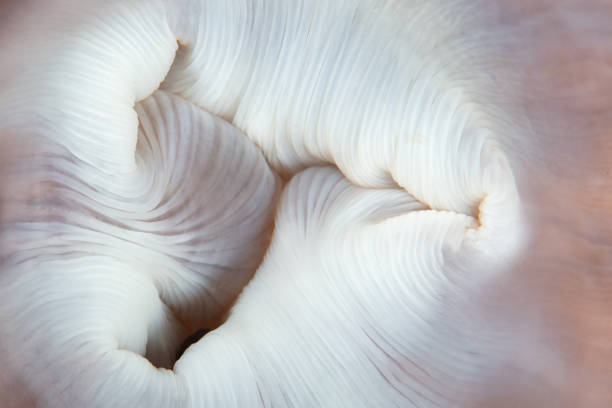 istock Abstract of Anemone Mouth on Reef in Indonesia 1460831734
