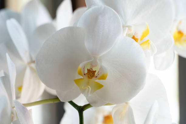 istock White orchids detail 1460833313