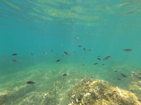 Underwater Mediterranean sea in Moraira Alicante province Spain Chromis chromis school of fish