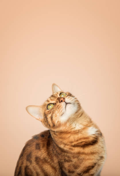 istock Cheerful Bengal cat portrait looking up on orange background 1460835169