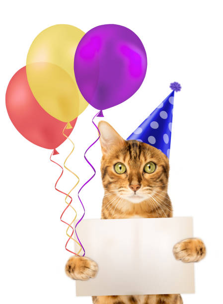 istock Red cat with colorful balloons and a card. 1460835225