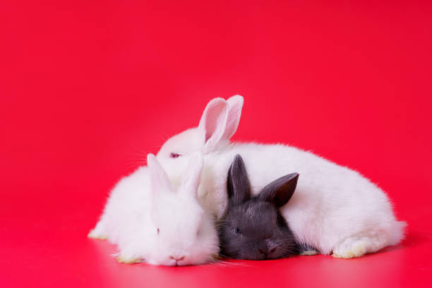 Lovely cute adorable Netherland Dwarf bunnies portrait on red background with copyspace. Easter Bunny portrait on festive red background.