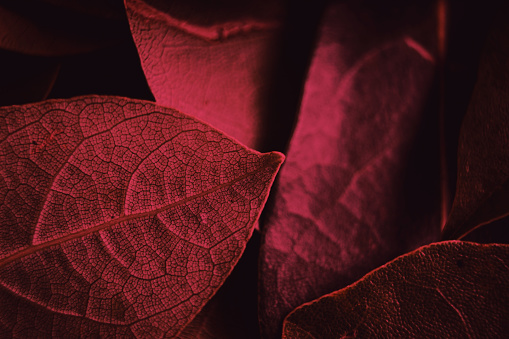 Viva magenta color background. Close up of daphne leaves. Viva magenta leaves background. Color of the year.