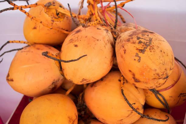 Orange dwarf tender coconut bunch,closeup shot.