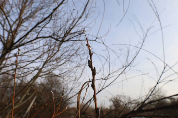 istock Buds on a branch beginning of spring 1460839183
