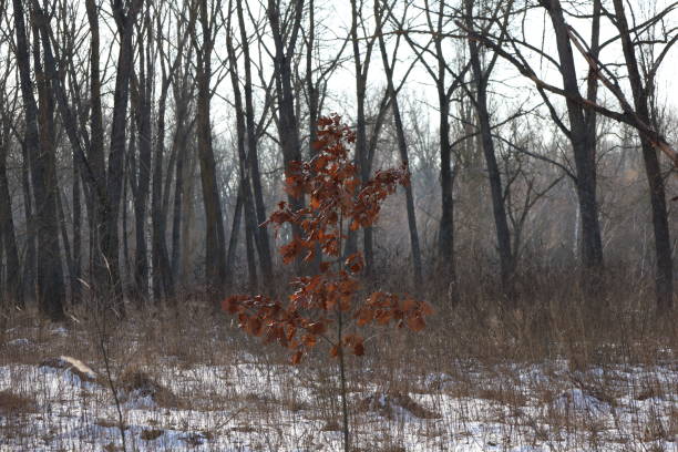Winter forest atmosphere