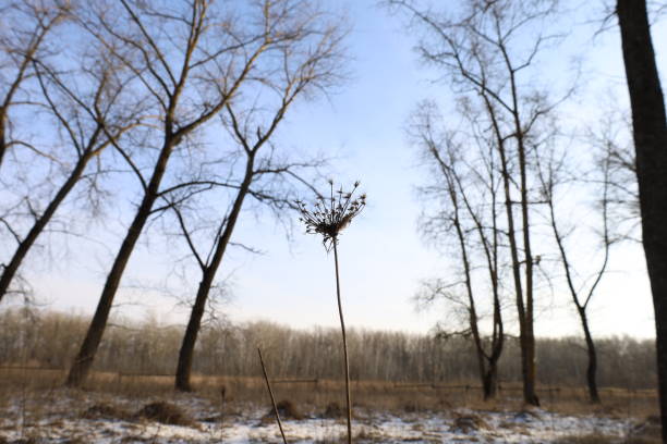 Winter forest atmosphere