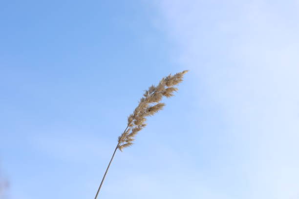 istock Dry plants in the winter sunny forest 1460839377