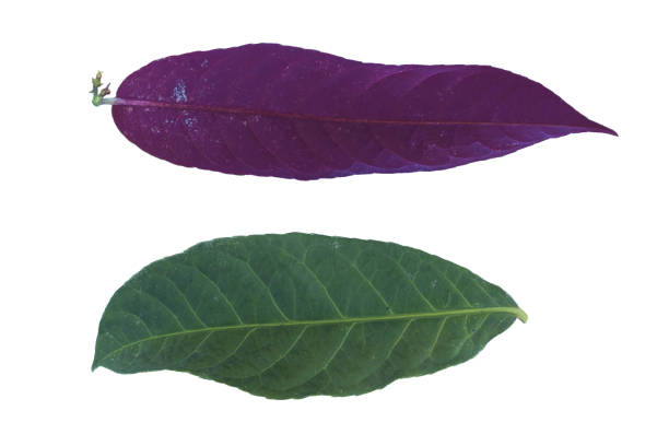 Tropical leaf with different bottom and top color