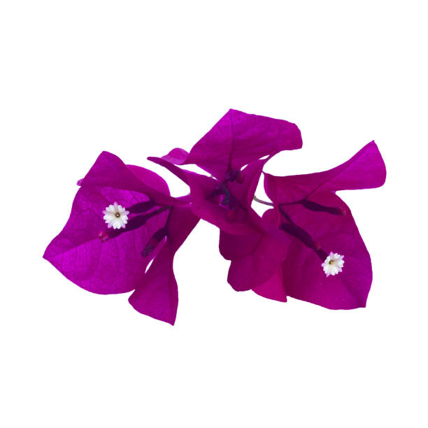 Pink bougainvillea flowers