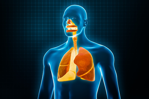Xray anterior or front view of full human respiratory system 3D rendering illustration with male body contours. Human anatomy, lungs, medical, biology, science, healthcare concepts.