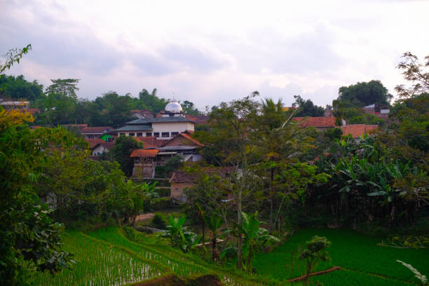 istock A View of the vast plantation 1460841131