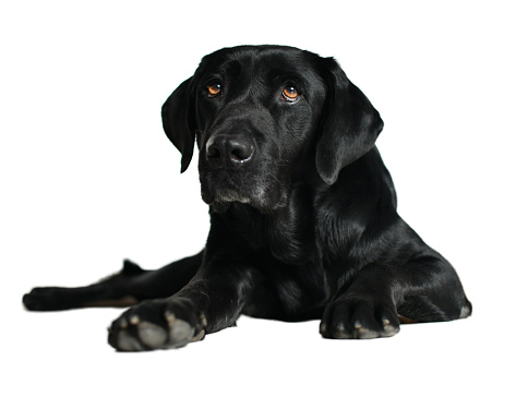 Young black labrador puppy looking at the camera