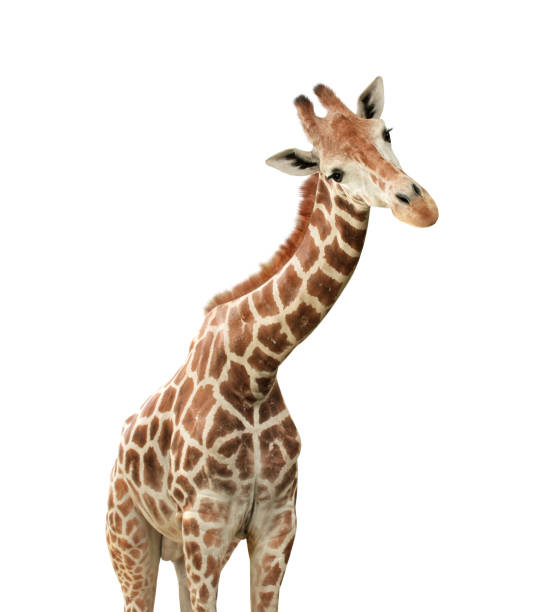 Girafa intrometida fofa. Isolado no fundo branco - foto de acervo