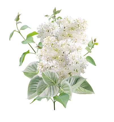 Branch of Lilac with flowers of white color and leaves. Twig of Common Lilac (Syringa vulgaris). Isolated of white background