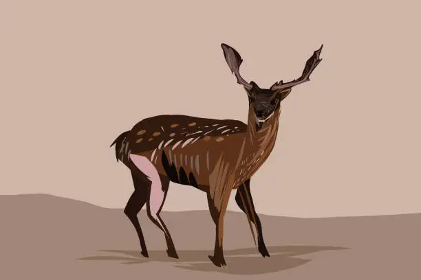 Vector illustration of Deer