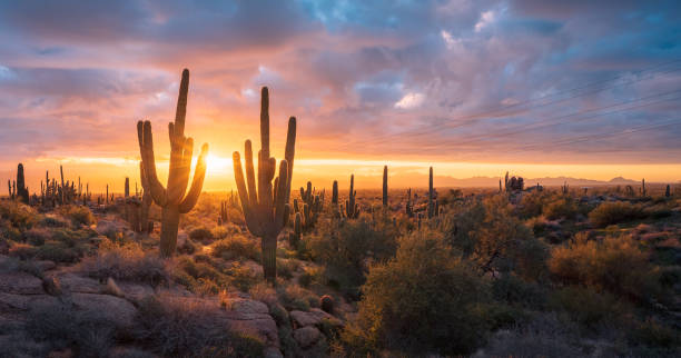two saguaro cacti lean in toward a fantastic sunrise from granite mountain in the mcdowell sonoran preserve - saguaro kaktüsü stok fotoğraflar ve resimler
