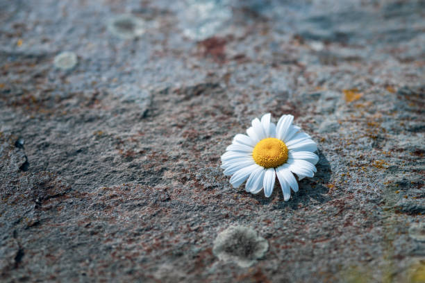 istock chamomile flower with white petals on stone texture background 1460846020