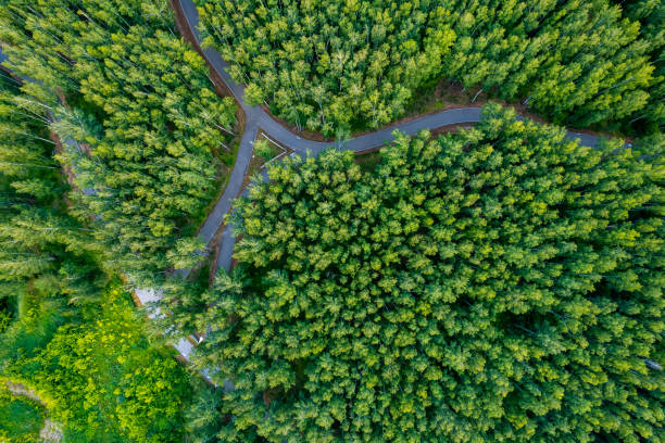 istock green summer forest and asphalt road drone view 1460846342