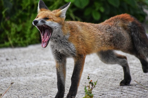 A young fox yawning as they stretch their body out.