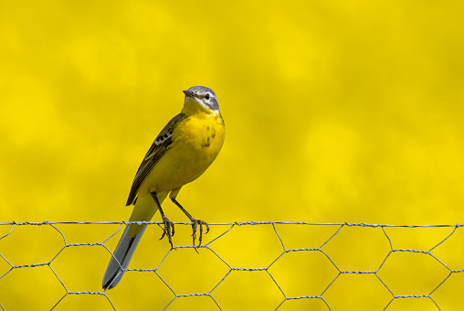 Male western yellow wagtail (Motacilla flava) perching on a fence.