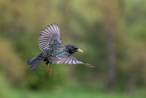 Flying common starling (Sturnus vulgaris)