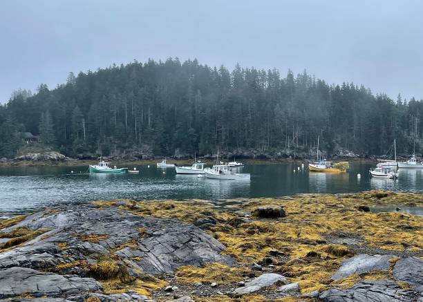 istock Lobster boats calm 1460853096