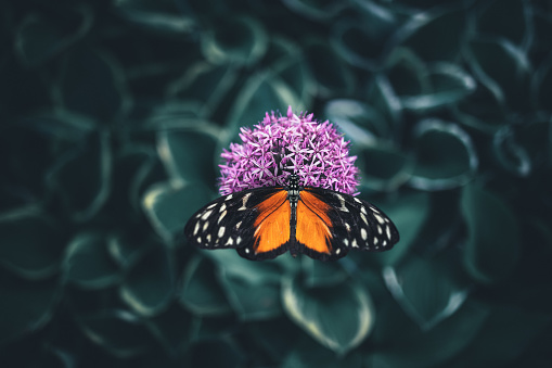 Butterfly on a purple allium flower. View from above.