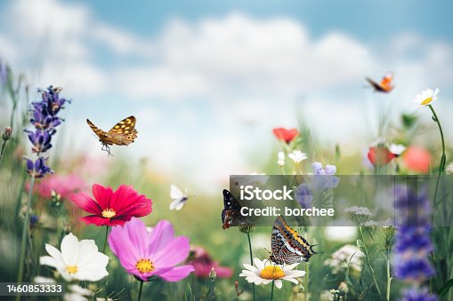 istock Summer Meadow With Butterflies 1460853333