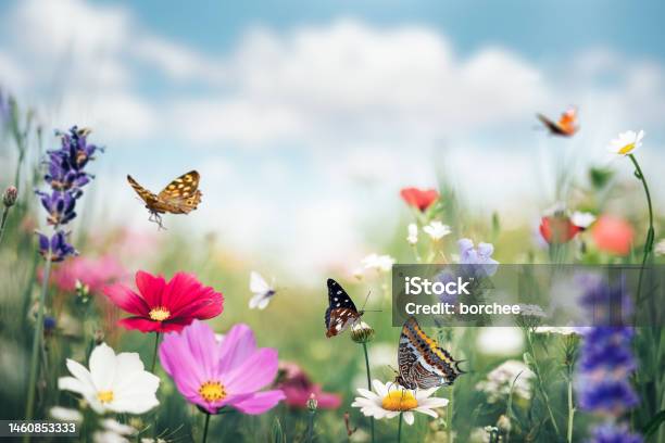 Summer Meadow With Butterflies Stock Photo - Download Image Now - Flower, Springtime, Summer