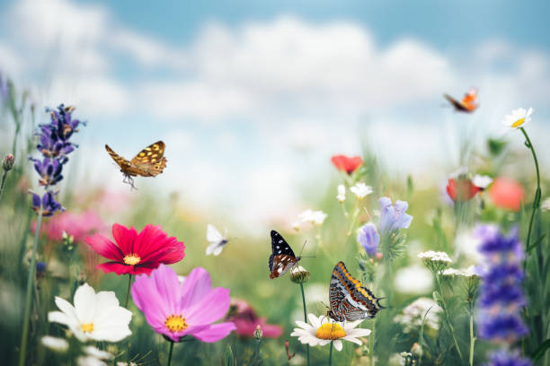 летний луг с бабочками - blooming blossom фотографии стоковые фото и изображения