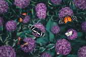 Group Of Butterflies