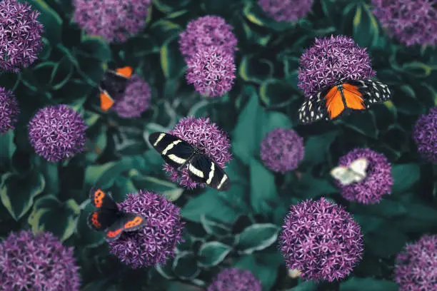 Flowerbed with purple allium flowers and butterflies. View from above.